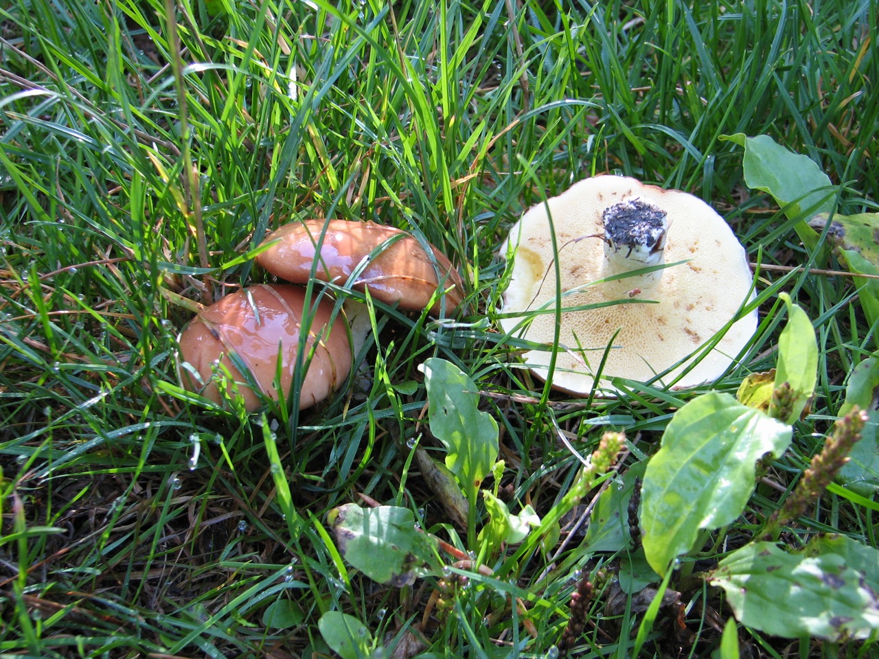 2011 09 18 Sortie myco étang d'Or 07